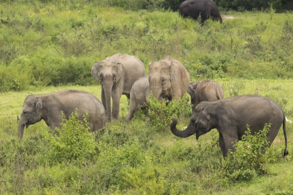 Indian elephants (Elephas maximus indicus), Khiri Khan, Hua Hin, Kui Buri National Park, Thailand,
