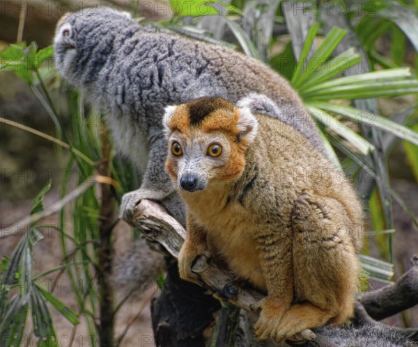 Crowned lemur (Eulemur coronatus), pair of monkeys, adult, captive, occurrence Madagascar