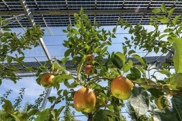 Agri-photovoltaic test plant, an apple tree plantation with two different systems of PV modules was