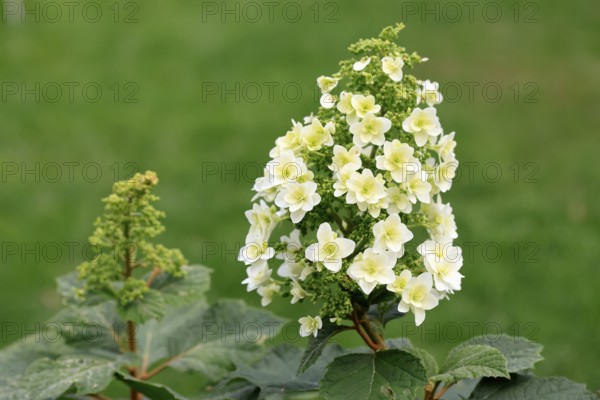 Oakleaf hydrangea (Hydrangea quercifolia), flower, in bloom, Germany, Europe