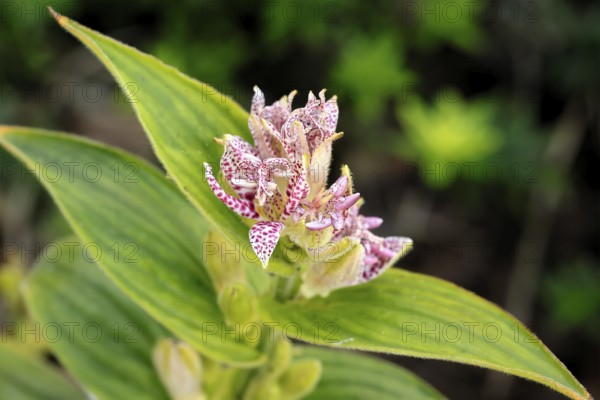 Bristly toad lily (Tricyrtis hirta), flowering, flower, Ellerstadt, Germany, Europe