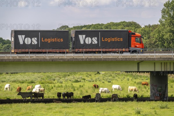Lorry on the A40 motorway, bridge over the Ruhr and Styrumer Ruhrauen, herd of cattle, dairy cows