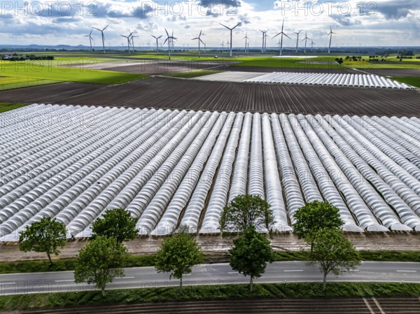 Agriculture, large areas with foil tunnel, for the cultivation of strawberries, freshly cultivated