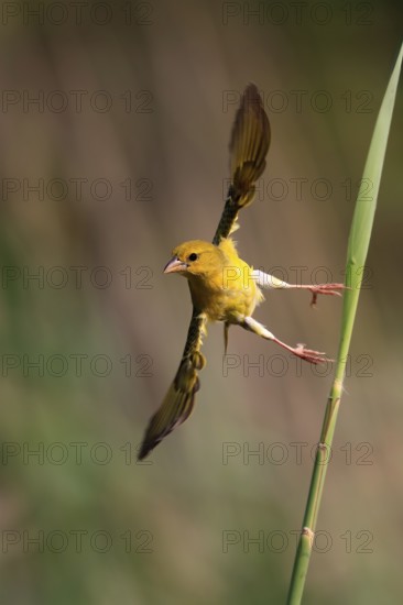 Eastern golden weaver (Ploceus subaureus), adult, female, aut Warte, flying up, Saint Lucia
