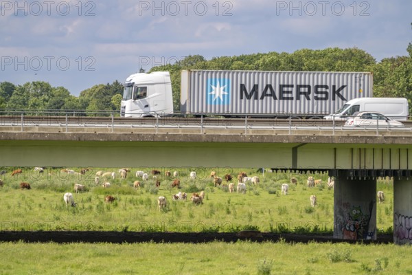 Container lorry on the A40 motorway, bridge over the Ruhr and Styrumer Ruhrauen, herd of cattle,