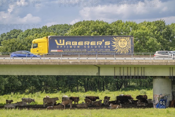 Lorry on the A40 motorway, bridge over the Ruhr and Styrumer Ruhrauen, herd of cattle, dairy cows