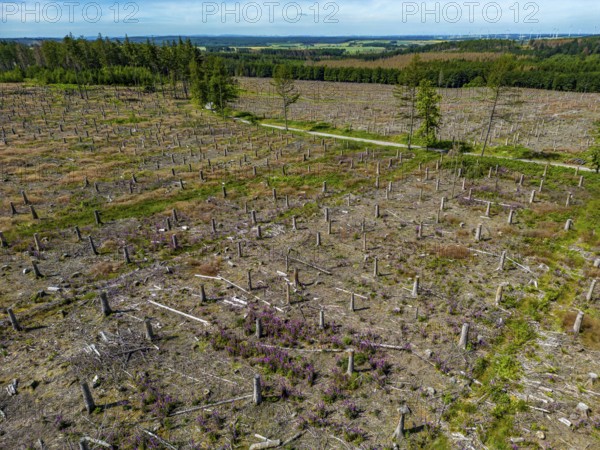 Cleared forest in the Eggegebirge, near Lichtenau, Paderborn district, site of a spruce forest that