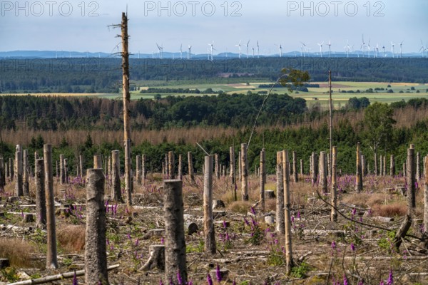 Cleared forest in the Eggegebirge, near Lichtenau, Paderborn district, site of a spruce forest that