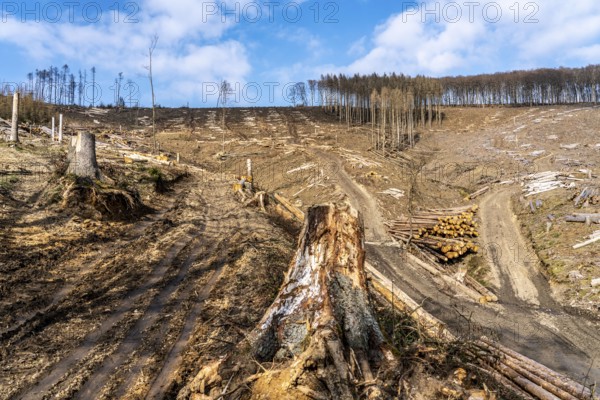 Cleared forest area north of the village of Öventrop, district of Arnsberg, dead spruce stands were