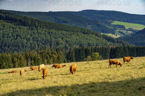 Landscape in the Rothaargebirge, Sauerland, near Langewiese, cattle on a pasture, view to the