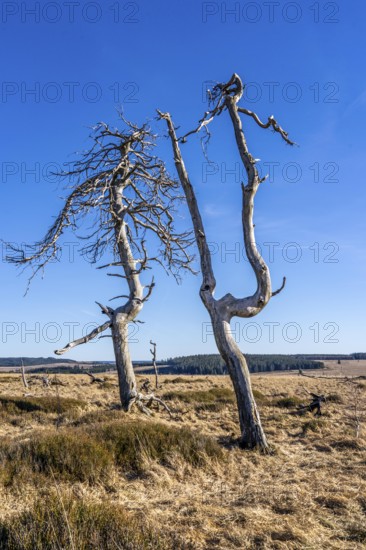 Noir Flohay ghost forest, remnants of a forest fire from 2011 in the High Fens, high moor, in the