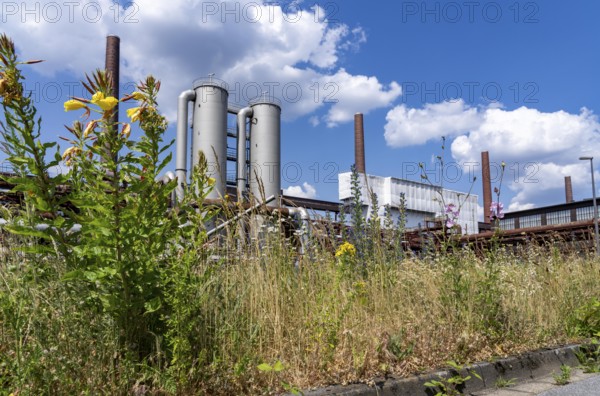 Nature at the Zollverein coking plant, Zeche Zollverein, flowering meadows between conveyor