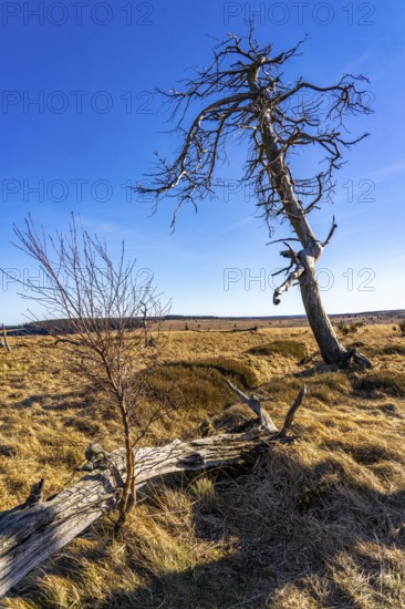 Noir Flohay ghost forest, remnants of a forest fire from 2011 in the High Fens, high moor, in the