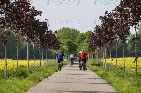 The avenue cycle path between Xanten and Marienbaum, Kalkar, on the Lower Rhine, former railway