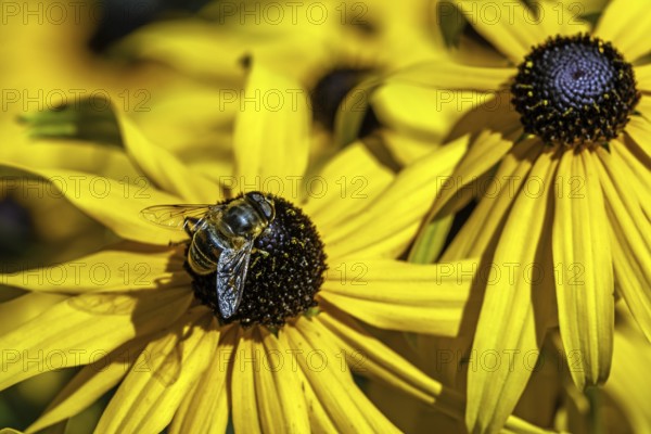 Hoverfly (Syrphidae) sits on a sunflower (Rudbeckia hirta), Baden-Württemberg, Germany, Europe