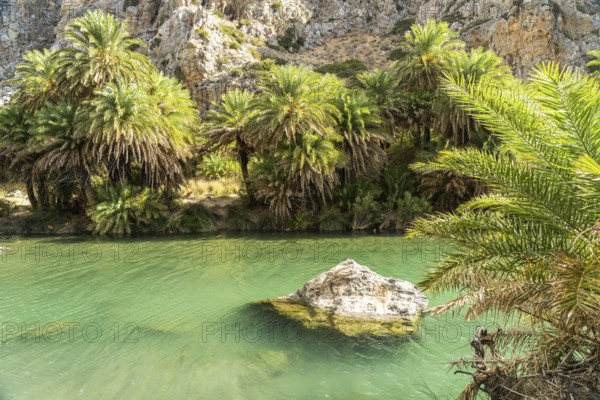 Phoenix theophrasti palms and the river Megalopotamos in the gorge of Preveli, Crete, Greece,