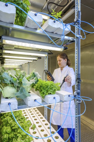 Dinslaken, North Rhine-Westphalia, Germany, Regional vegetable cultivation at the sewage treatment