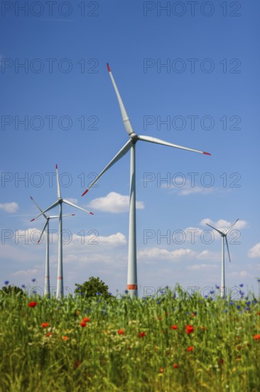 Lichtenau, North Rhine-Westphalia, Germany, wind farm in agricultural landscape, flower strips in