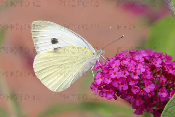 A Cabbage butterfly (Pieris brassicae) sucking nectar on a butterfly-bush (Buddleja davidii) in a