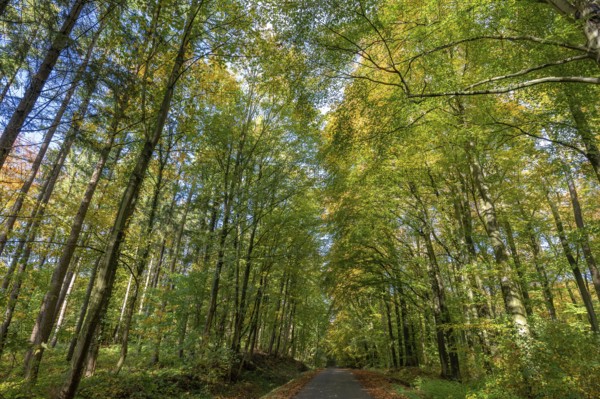 Autumnal beech forest (Fagus) on a village street Rehna, Mecklenburg-Vorpommern, Germany, Europe