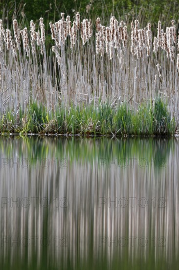 Alder quarry forest in the morning on the Peene with reflection of the trees in the water,