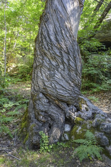 Twisted tree trunk, Grés d'Annot sandstone labyrinth hike, Alpes-de-Haute-Provence, France, Europe