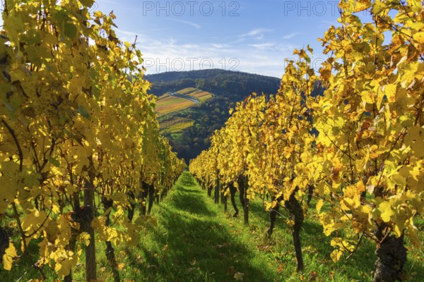 Rows of yellow vines under a blue sky along a green path, Strümpfelbach, Rems Valley,