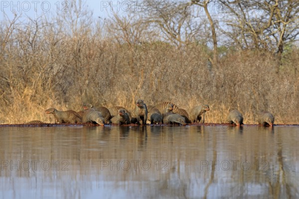 Zebra mongoose (Mungos mungo), adult, group, at the water, drinking, Kruger National Park, Kruger