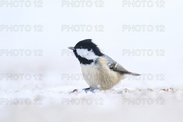 Coal tit (Periparus ater) on the ground in the snow in winter, Bavaria, Germany, Europe