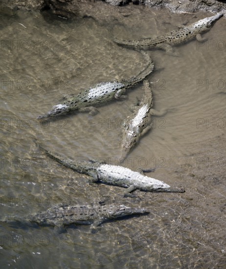 American crocodile (Crocodylus acutus) swimming in the water, from above, Rio Tarcoles, Carara