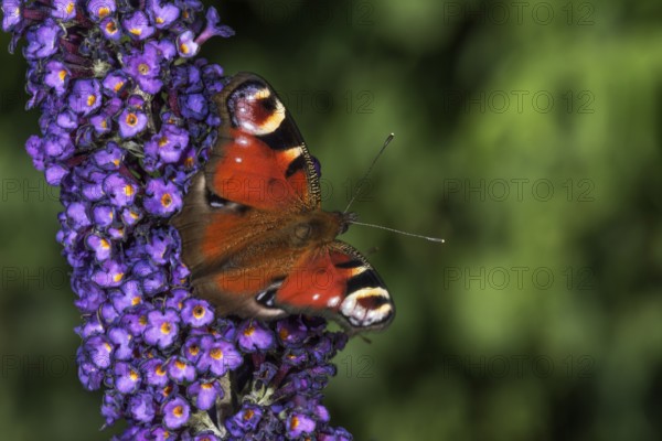Peacock butterfly (Inachis io) on purple flowers of butterfly bush (Buddleja) in green