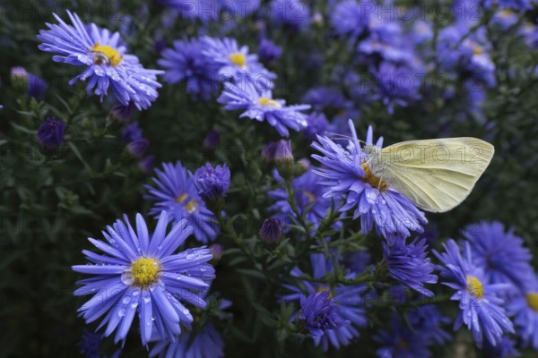 A Small white (Pieris rapae) sitting on the flower of an aster (Aster sp.), surrounded by many