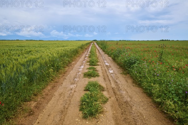 A rural country lane between green fields under a cloudy sky after a rain shower, summer,