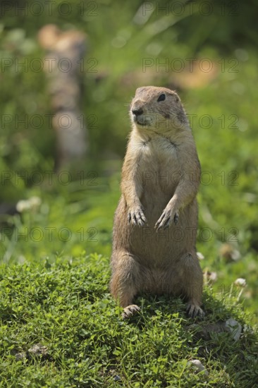 Black-tailed prairie dog (Cynomys ludovicianus), captive