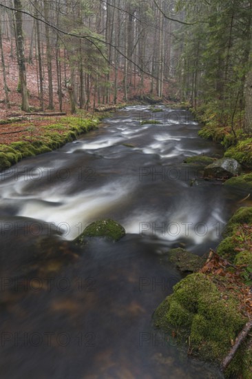 Kleine Ohe creek below Waldhaeuser village in the Bavarian Forest Nationalpark. Flowing water and