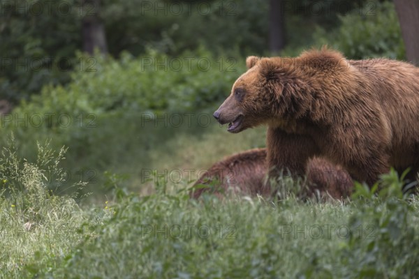 One Kamchatka brown bear (Ursus arctos piscator), walking over a meadow in a forest. Some green