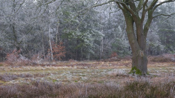 View of oak frozen with hoarfrost standing on an open space at the edge of a path, landscape photo,