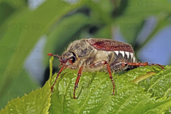 Cockchafer (Melolontha)