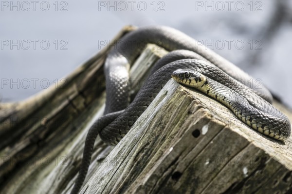 Grass snake (Natrix natrix), Emsland, Lower Saxony, Germany, Europe