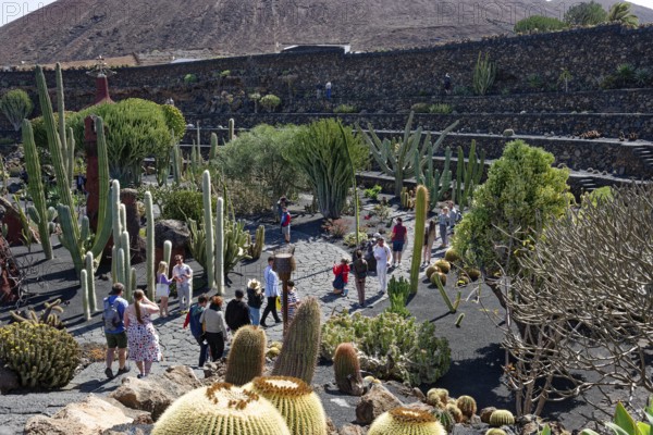Cactus garden, Jardin de Cactus, designed by the artist César Manrique, Lanzarote, Canary Islands,