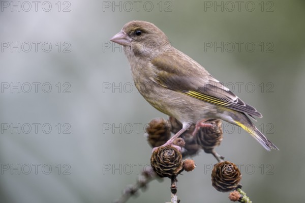 European greenfinch (Carduelis chloris), Emsland, Lower Saxony, Germany, Europe