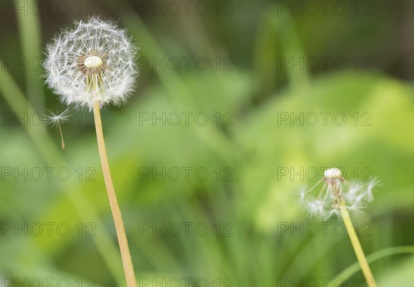 A dandelion with a second, almost bare one in the background, common dandelion (Taraxacum