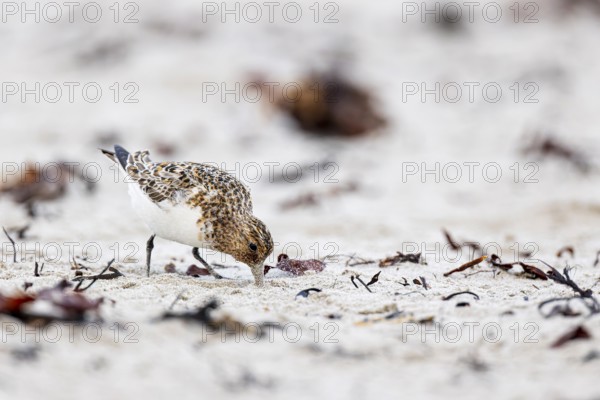 Little stint (Calidris minuta), adult bird poking in the sand for food, Varanger, Finnmark, Norway,