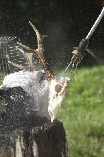 European roe deer (Capreolus capreolus) Roebuck trophy processing, using steam jet to spray off