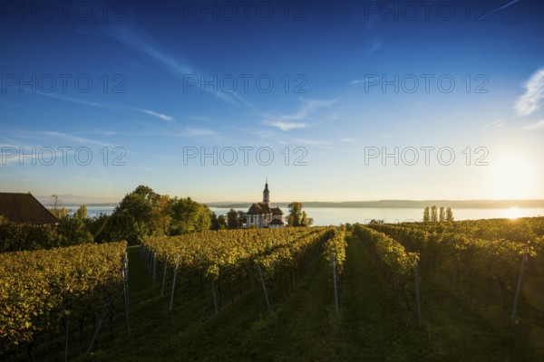 Pilgrimage church Birnau with vineyards in autumn, sunset, Uhldingen-Mühlhofen, Lake Constance,
