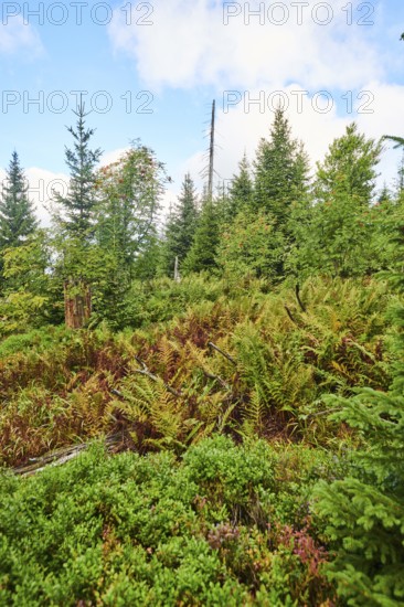 Vegetation with Norway spruce (Picea abies) and colored European blueberry (Vaccinium myrtillus) on