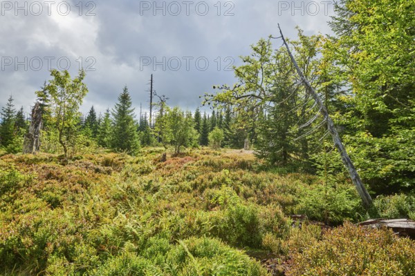 Vegetation with Norway spruce (Picea abies) and colored European blueberry (Vaccinium myrtillus) on