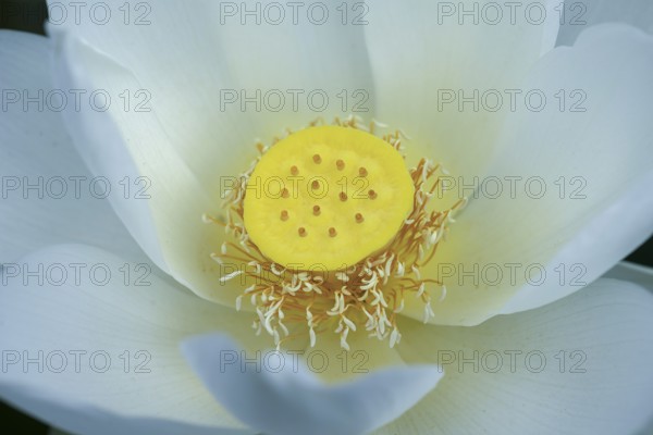 Lotus (Nelumbo) Close up, Botanical Garden, Erlangen, Middle Franconia, Bavaria, Germany, Europe