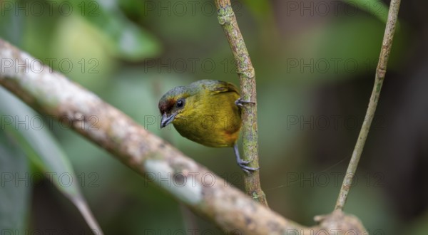 Tangar in a tree, Tortuguero National Park, Costa Rica, Central America