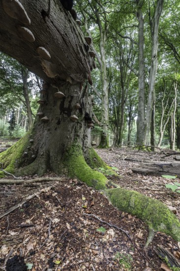 Tinder fungus (Fomes fomentarius) on bent copper beech (Fagus sylvatica), Emsland, Lower Saxony,